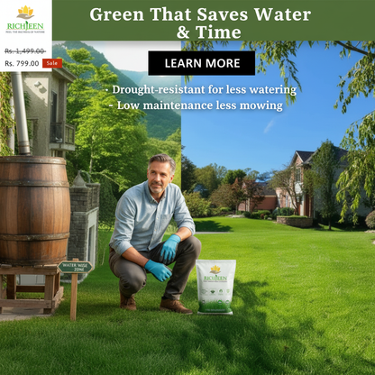 Four Seasons Evergreen Dwarf Grass Seeds